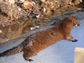 Mink in Quebec. Canada, north America. Royalty Free Stock Photo