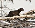 Mink stock photos. Mink close-up profile view on birch cut tree by the water by itys den with a blur background in its environment Royalty Free Stock Photo