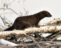 Mink stock photos. Mink close-up profile view on birch cut tree by the water by itys den with a blur background in its environment Royalty Free Stock Photo