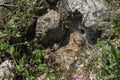 Mink tarantula in meadow of Crimea Royalty Free Stock Photo