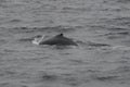 Minke Whale