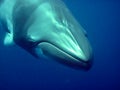 Minke whale Royalty Free Stock Photo
