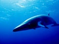 Minke Whale