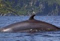 Minke Whale Royalty Free Stock Photo