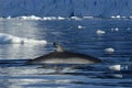 Minke Whale Royalty Free Stock Photo