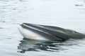 A minke whale in Antarctic Peninsula Royalty Free Stock Photo
