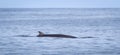 Minke Whale in the Atlantic ocean, near Iceland Royalty Free Stock Photo