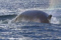Minke whale back surfaced ocean in the Antarctic Royalty Free Stock Photo