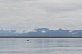 Minke whale, Balaenoptera acutorostrata, surface. Isfjorden, Svalbard