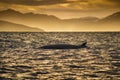 Minke Whale in Barents sea, Arctic Ocean Royalty Free Stock Photo