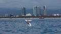 Minke whale calf jumping out of the water with Gold Coast buildings in the background Royalty Free Stock Photo