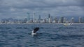 Minke whale calf jumps out of the water in front of the Gold Coast coastline Royalty Free Stock Photo