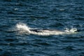 Minke whale in cape cod whale watching while eating