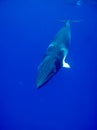 A Minke whale in crystal clear blue water