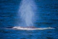 Minke Whale in Ocean