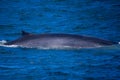Minke Whale in Ocean Royalty Free Stock Photo