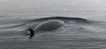 Adult Minke Whale surfacing in calm ocean, Antarctic Peninsula Royalty Free Stock Photo