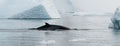 Antarctic Minke Whale surfacing between weathered icebergs, Antarctic Peninsula Royalty Free Stock Photo