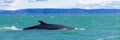 Minke whale swimming