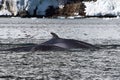 Minke whale two floating along the Antarctic Royalty Free Stock Photo