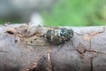 Minmin Robust Cicada in Japan Royalty Free Stock Photo