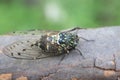 Minmin Robust Cicada in Japan Royalty Free Stock Photo