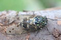 Minmin Robust Cicada in Japan Royalty Free Stock Photo