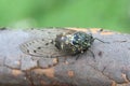 Minmin robust Cicada in Japan Royalty Free Stock Photo