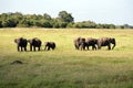 Minneriya National Park