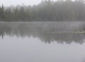 Minnesota lake loons gliding through a bay Royalty Free Stock Photo