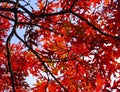 Minnesota, Red Oak Tree Leaves in October