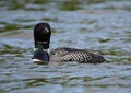 Minnesota State Bird Lake Loon