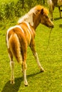 Minnie Horse Colt. Royalty Free Stock Photo