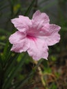 Minnieroot, Iron root, Feverroot (Ruellia tuberosa Linn) Royalty Free Stock Photo