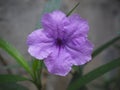 Minnieroot, Iron root, Feverroot, (Ruellia tuberosa Linn) Royalty Free Stock Photo