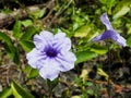 Minnieroot, Iron root, Feverroot, (Ruellia tuberosa Linn) Royalty Free Stock Photo