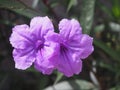 Minnieroot, Iron root, Feverroot, (Ruellia tuberosa Linn) Royalty Free Stock Photo