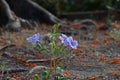 Minnieroot or Iron root, perenial broadleaf weed Royalty Free Stock Photo