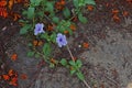 Minnieroot or Iron root, perenial broadleaf weed Royalty Free Stock Photo