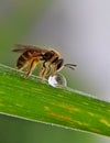 Minning bee. Watching this animal up close, it turns out god made it beautiful Royalty Free Stock Photo