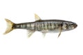 Minnow