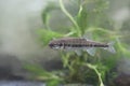 Minnow, Phoxinus Phoxinus Royalty Free Stock Photo