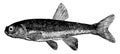 Minnow, vintage illustration