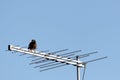 Minor Bird Sitting On TV Antenna