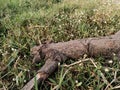 Fallen logs on bushes