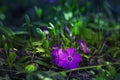 Minor Periwinkle spring flower in natural environment