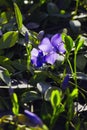 Minor Periwinkle spring flower in natural environment