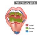 Minor salivary glands Mixed, Mucous, Serous. Anatomy Royalty Free Stock Photo