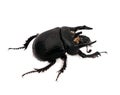 Minotaur beetle macro Royalty Free Stock Photo