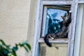 MINSK. BELARUS - JULY 2016: A cat sits on the window of a residential building, a yellow wall of a house, an old onco.